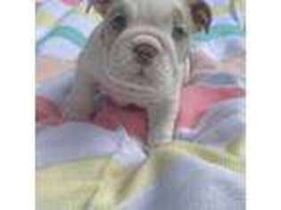 Bulldog Puppy for sale in South Houston, TX, USA