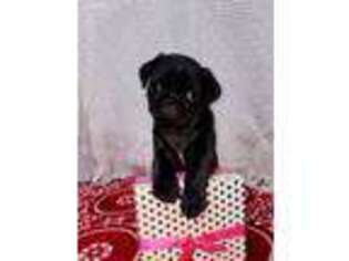 Pug Puppy for sale in Belle Center, OH, USA