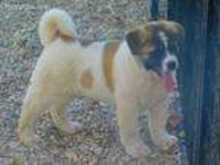 Akita Puppy for sale in Shipshewana, IN, USA