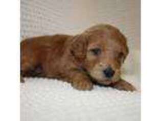 Goldendoodle Puppy for sale in Hurricane, UT, USA