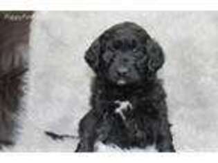 Mutt Puppy for sale in Garnett, KS, USA