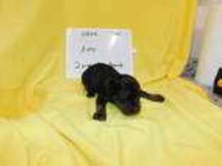 Doberman Pinscher Puppy for sale in Hardinsburg, KY, USA