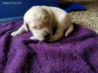 Goldendoodle Puppy for sale in Hiram, OH, USA