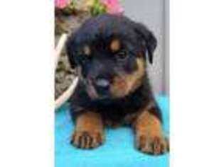Rottweiler Puppy for sale in Boston, MA, USA