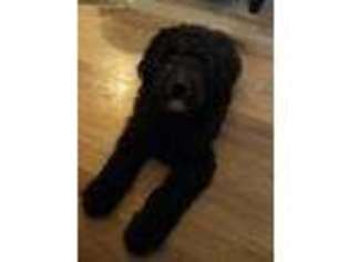 Goldendoodle Puppy for sale in Indianapolis, IN, USA