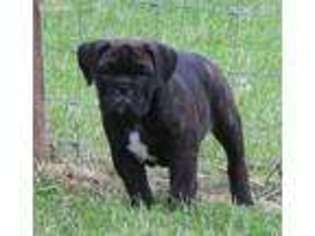 Olde English Bulldogge Puppy for sale in Belleville, WV, USA