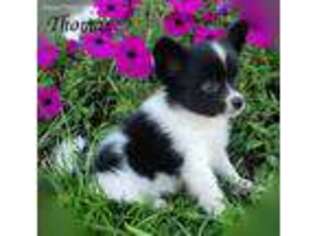 Papillon Puppy for sale in Sugarcreek, OH, USA