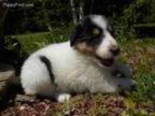 Collie Puppy for sale in Houlton, ME, USA