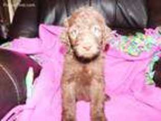 Labradoodle Puppy for sale in Brownstown, IN, USA