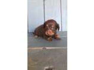 Dachshund Puppy for sale in Tulare, CA, USA