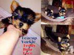 Yorkshire Terrier Puppy for sale in HERMOSA BEACH, CA, USA