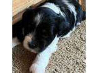 Havanese Puppy for sale in Clementon, NJ, USA