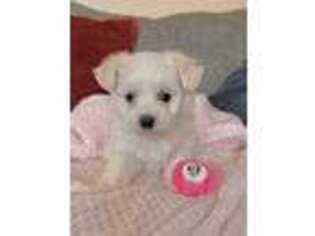 Maltese Puppy for sale in Hopewell, VA, USA