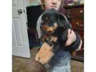 Rottweiler Puppy for sale in Carbon Hill, AL, USA