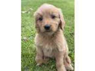 Goldendoodle Puppy for sale in Luana, IA, USA
