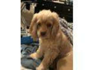 Cocker Spaniel Puppy for sale in Cary, NC, USA