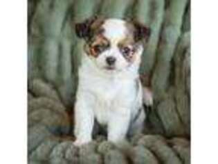 Chihuahua Puppy for sale in Warner Springs, CA, USA