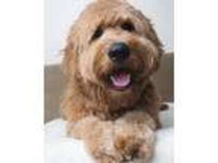 Goldendoodle Puppy for sale in Redlands, CA, USA