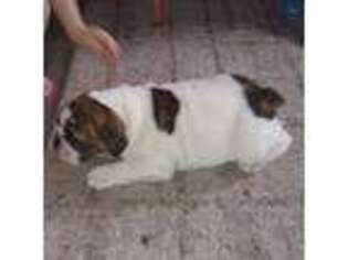 Bulldog Puppy for sale in Wynne, AR, USA