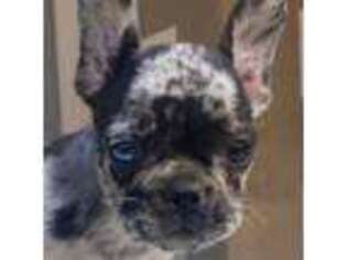 French Bulldog Puppy for sale in Evans, GA, USA