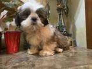 Mutt Puppy for sale in Clifton, NJ, USA