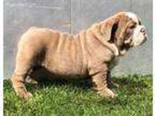 Bulldog Puppy for sale in Delhi, CA, USA