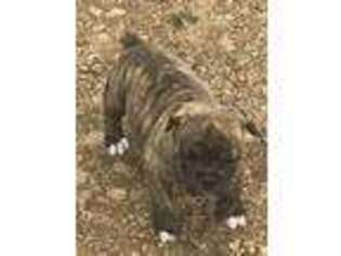 Olde English Bulldogge Puppy for sale in Hohenwald, TN, USA
