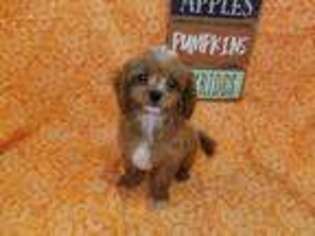 Cavapoo Puppy for sale in Ozark, MO, USA