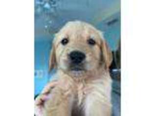 Golden Retriever Puppy for sale in Palm Coast, FL, USA
