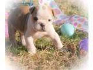 Bulldog Puppy for sale in Windsor, PA, USA