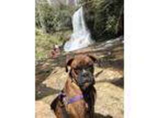 Boxer Puppy for sale in Narrows, VA, USA