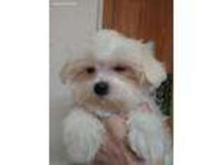 Maltese Puppy for sale in Millers Creek, NC, USA