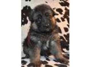 German Shepherd Dog Puppy for sale in Mount Vernon, OH, USA