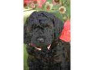 Labradoodle Puppy for sale in Riverton, UT, USA