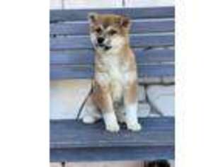 Shiba Inu Puppy for sale in San Diego, CA, USA