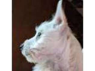 West Highland White Terrier Puppy for sale in Frazeysburg, OH, USA