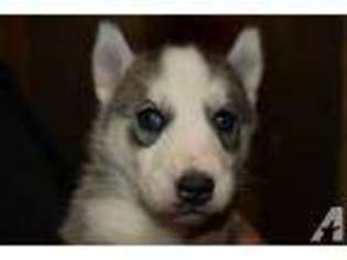 Siberian Husky Puppy for sale in MILACA, MN, USA