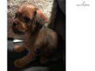 Mutt Puppy for sale in New Haven, CT, USA