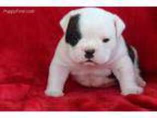 Miniature Bulldog Puppy for sale in Itasca, TX, USA