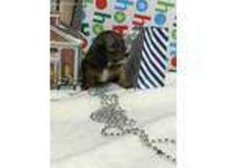 Dachshund Puppy for sale in Jena, LA, USA