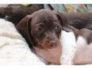Dachshund Puppy for sale in Hartsfield, GA, USA
