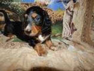 Dachshund Puppy for sale in Appomattox, VA, USA