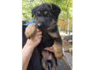 German Shepherd Dog Puppy for sale in Fort Pierce, FL, USA