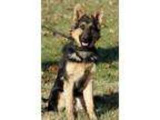 German Shepherd Dog Puppy for sale in Franklin, OH, USA