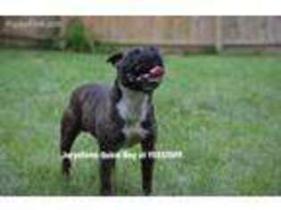 Staffordshire Bull Terrier Puppy for sale in Maplewood, MN, USA