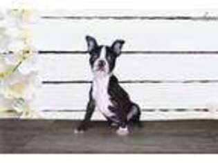 Boston Terrier Puppy for sale in Saint George, UT, USA