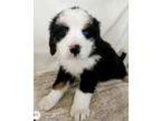 Bernese Mountain Dog Puppy for sale in Choctaw, OK, USA