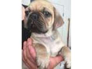 Puggle Puppy for sale in FREMONT, CA, USA