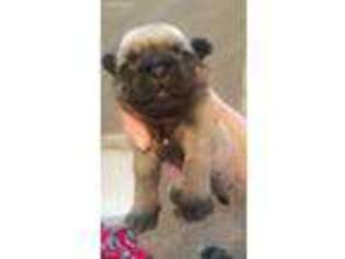 Pug Puppy for sale in Loris, SC, USA