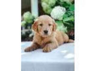 Golden Retriever Puppy for sale in Bergen, NY, USA